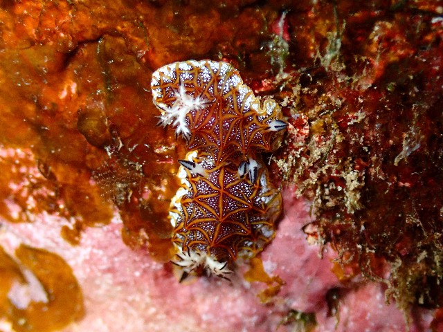 f:id:takedive1988:20210921212446j:image