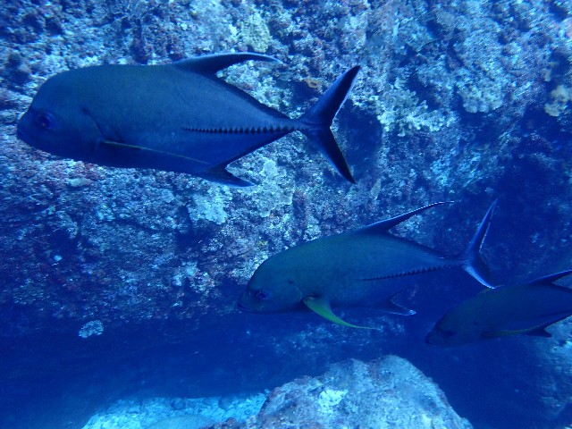 f:id:takedive1988:20210921212543j:image