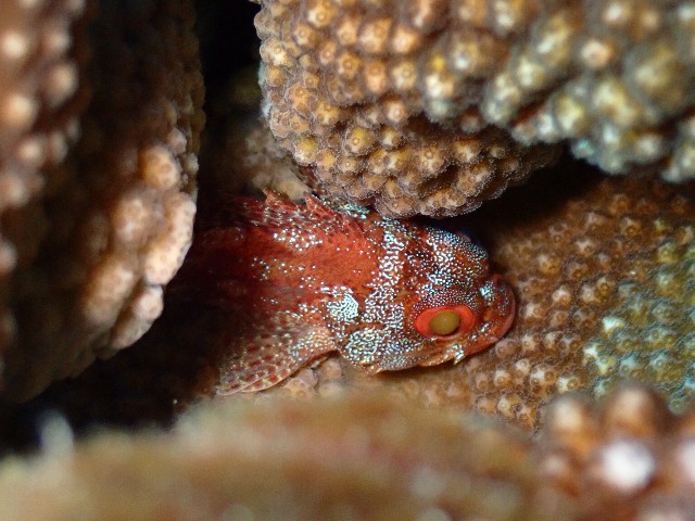 f:id:takedive1988:20210921212623j:image