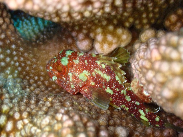 f:id:takedive1988:20210921212638j:image
