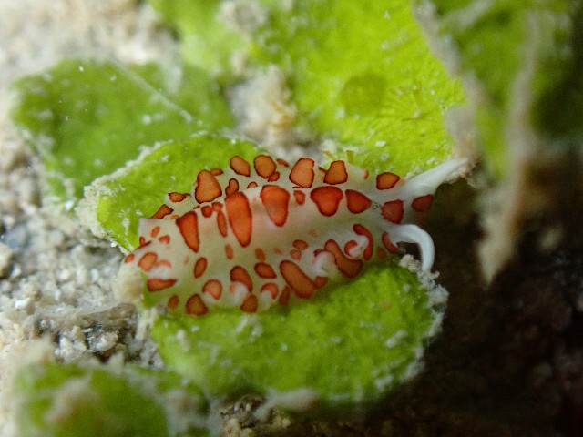 f:id:takedive1988:20210928213030j:image