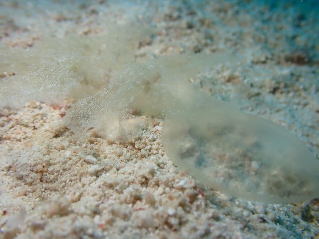 f:id:takedive1988:20210928213152j:image
