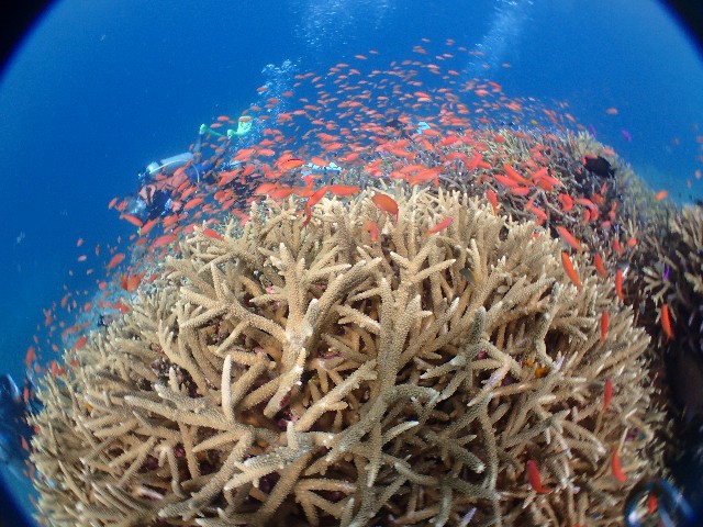 f:id:takedive1988:20211005214009j:image