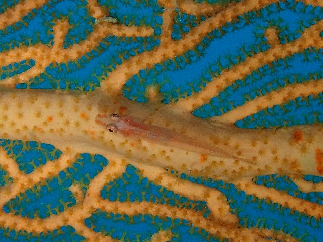 f:id:takedive1988:20211005214035j:image