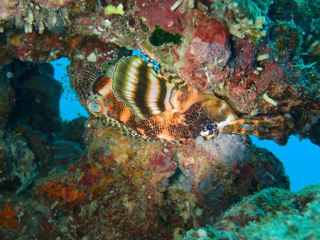 f:id:takedive1988:20211005214121j:image