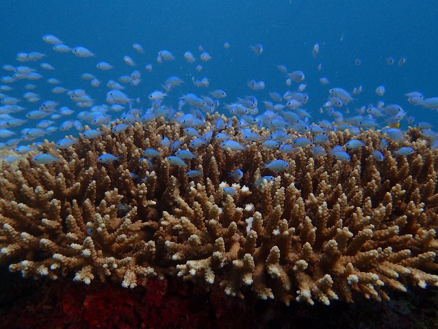 f:id:takedive1988:20211005214149j:image