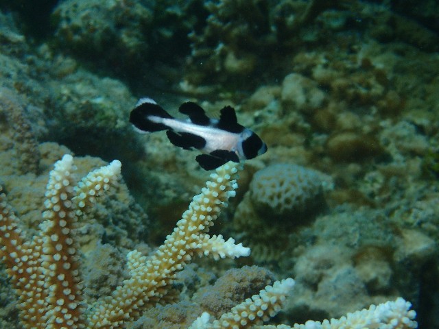 f:id:takedive1988:20211005214201j:image