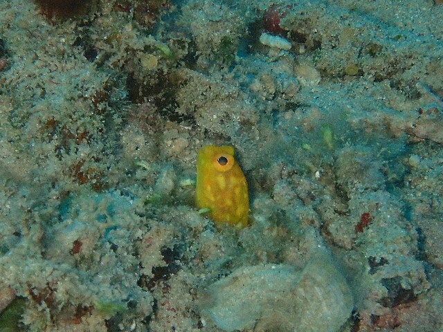 f:id:takedive1988:20211010220629j:image