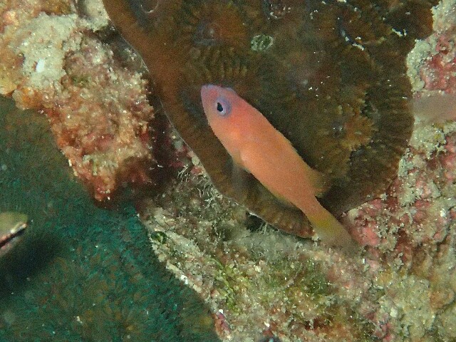 f:id:takedive1988:20211010220727j:image