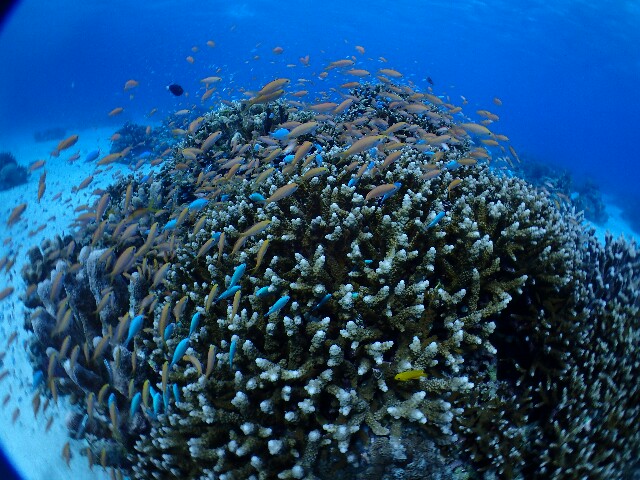 f:id:takedive1988:20211010220835j:image