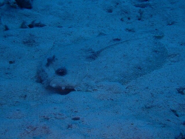 f:id:takedive1988:20211010220913j:image
