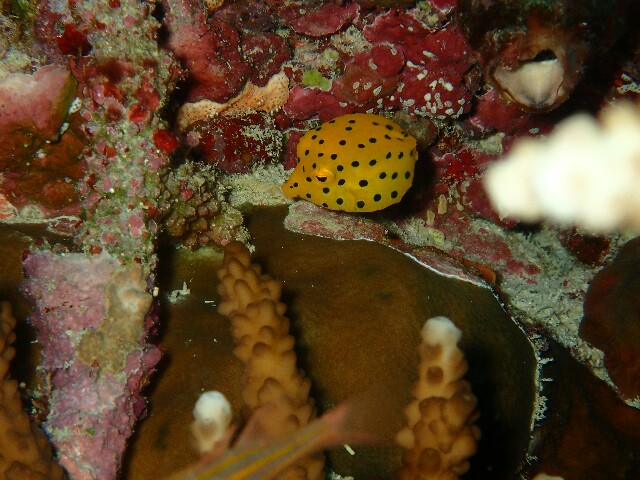 f:id:takedive1988:20211010220933j:image