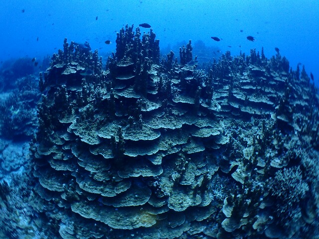 f:id:takedive1988:20211010221017j:image