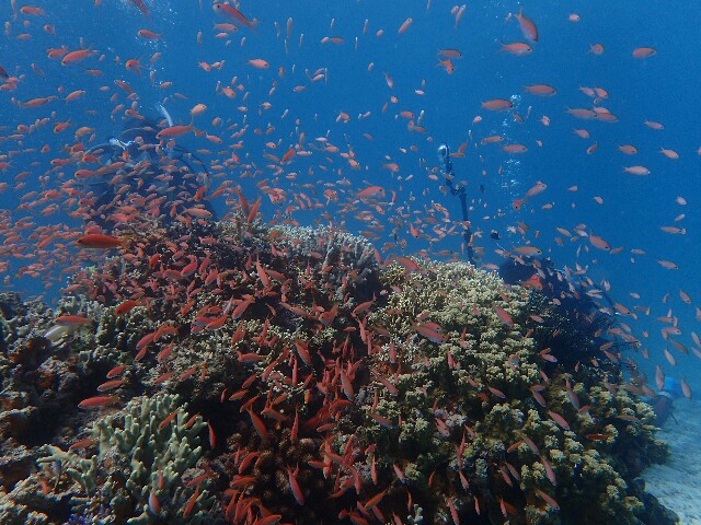 f:id:takedive1988:20211010221053j:image
