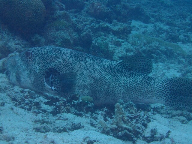 f:id:takedive1988:20211010221122j:image
