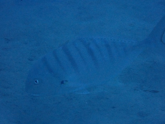 f:id:takedive1988:20211021175014j:image
