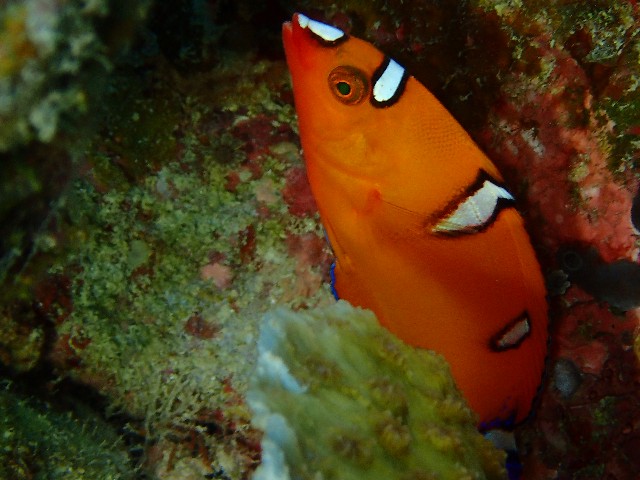 f:id:takedive1988:20211021175313j:image