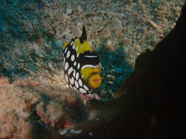f:id:takedive1988:20211021175331j:image