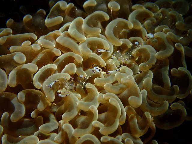 f:id:takedive1988:20211021175409j:image