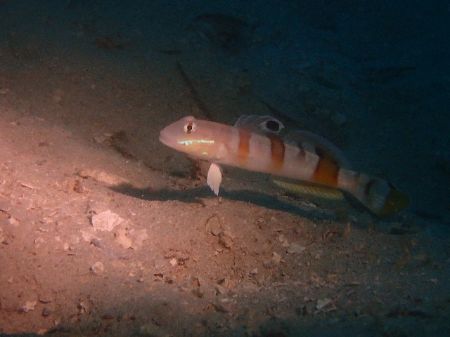 f:id:takedive1988:20211021175437j:image