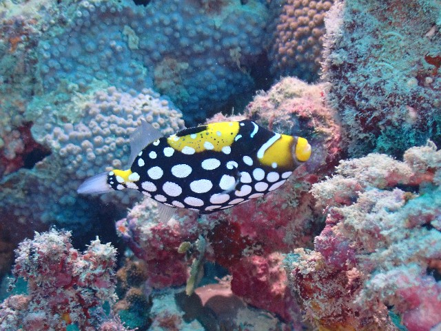 f:id:takedive1988:20211024205924j:image f:id:takedive1988:20211024205924j:image