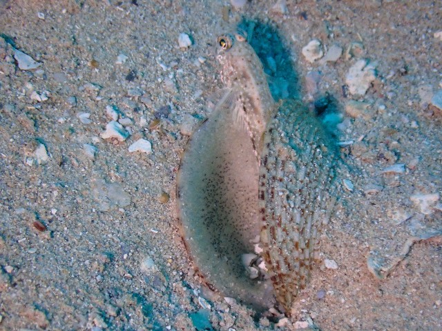 f:id:takedive1988:20211024205948j:image f:id:takedive1988:20211024205948j:image