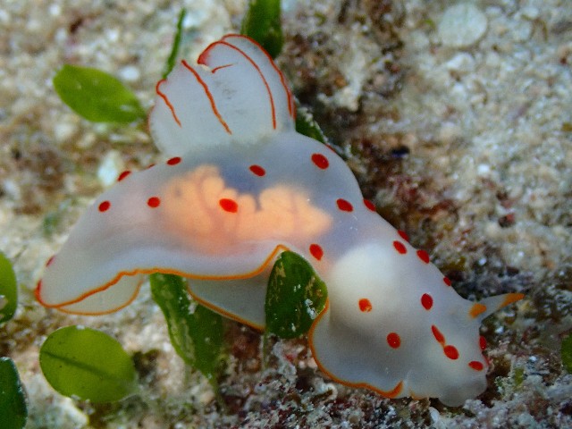 f:id:takedive1988:20211024210156j:image f:id:takedive1988:20211024210156j:image