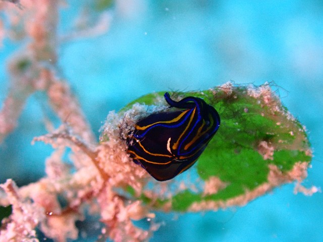 f:id:takedive1988:20211024210233j:image f:id:takedive1988:20211024210233j:image