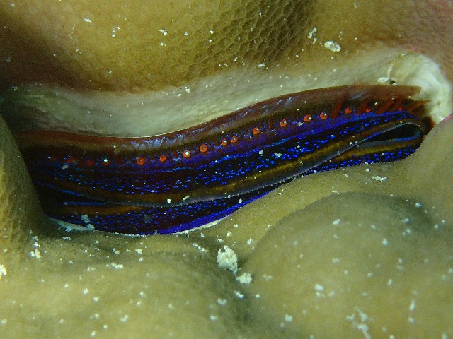 f:id:takedive1988:20211105205123j:image