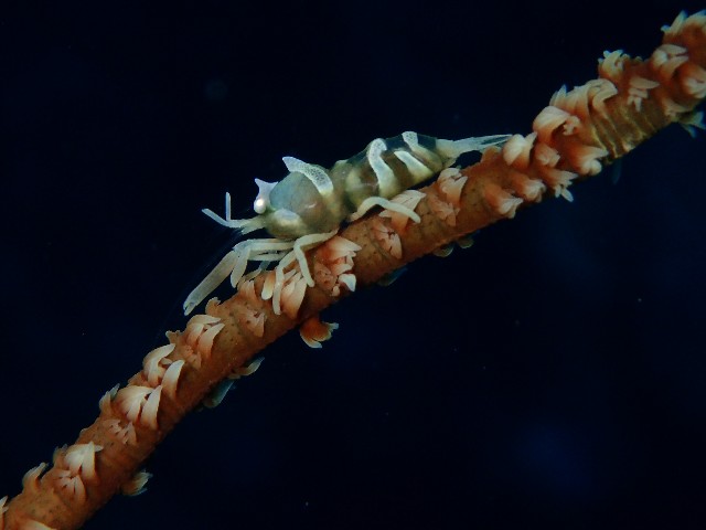 f:id:takedive1988:20211105205249j:image
