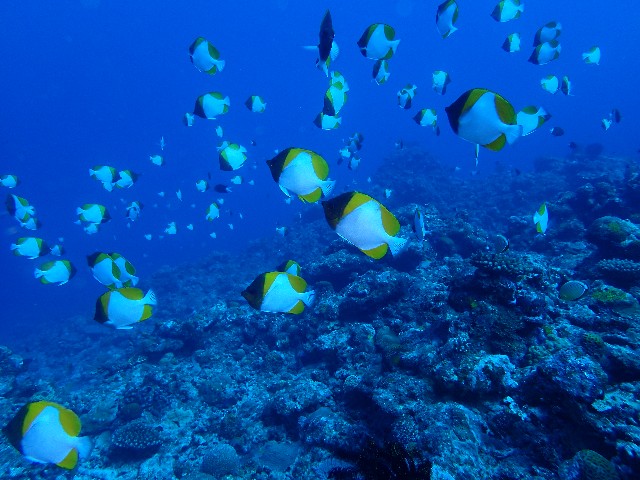 f:id:takedive1988:20211105205407j:image