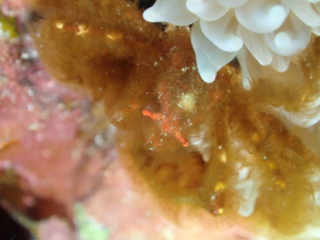 f:id:takedive1988:20211105205439j:image
