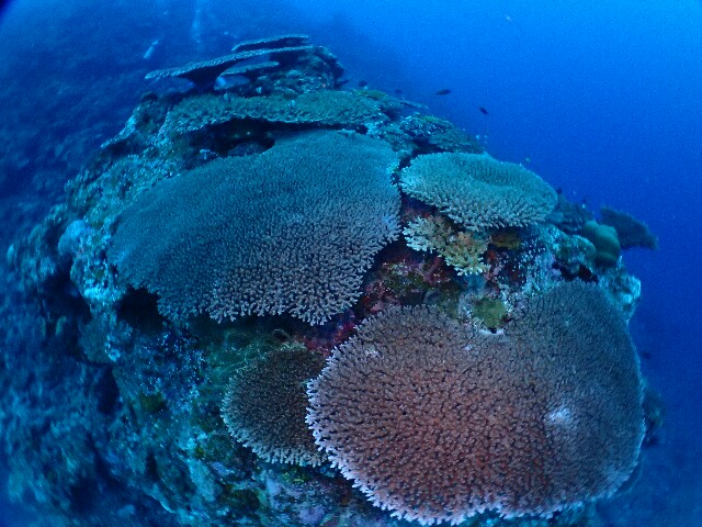 f:id:takedive1988:20211112203433j:image
