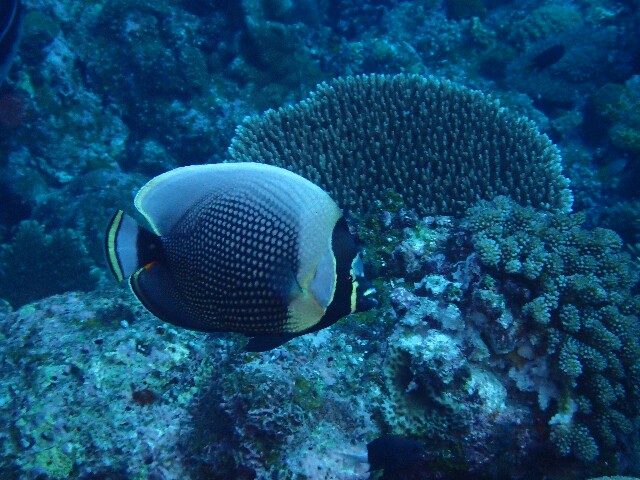 f:id:takedive1988:20211112203502j:image