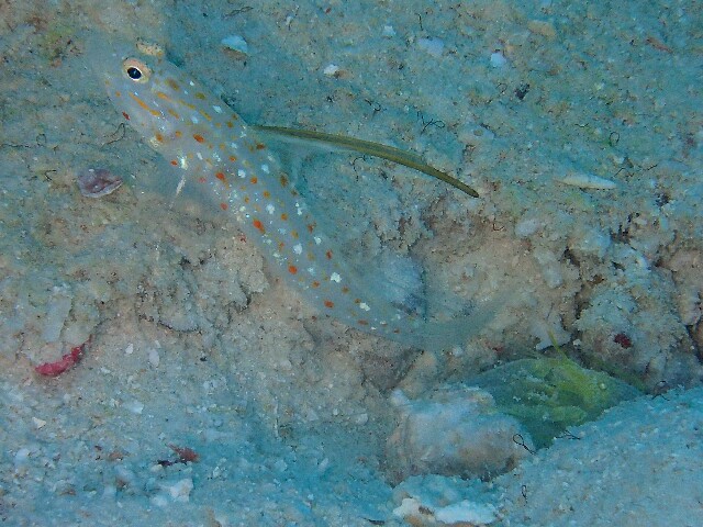 f:id:takedive1988:20211112203855j:image