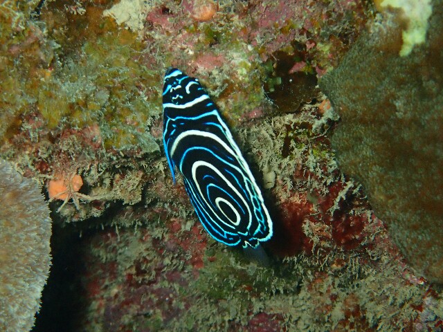 f:id:takedive1988:20211112204227j:image