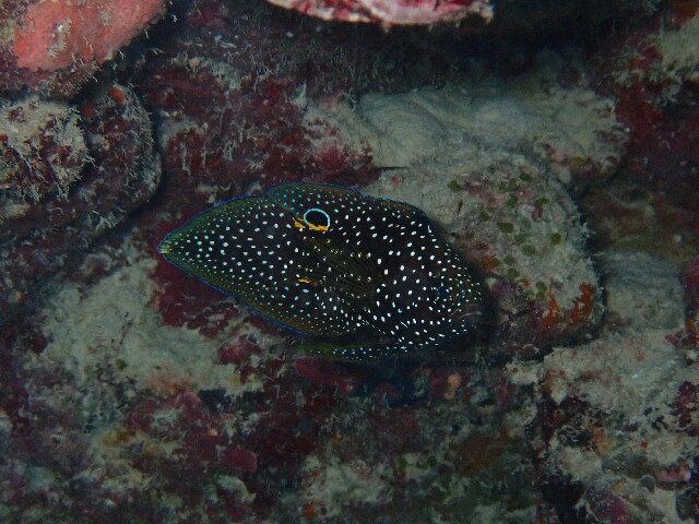 f:id:takedive1988:20211121213954j:image f:id:takedive1988:20211121213954j:image