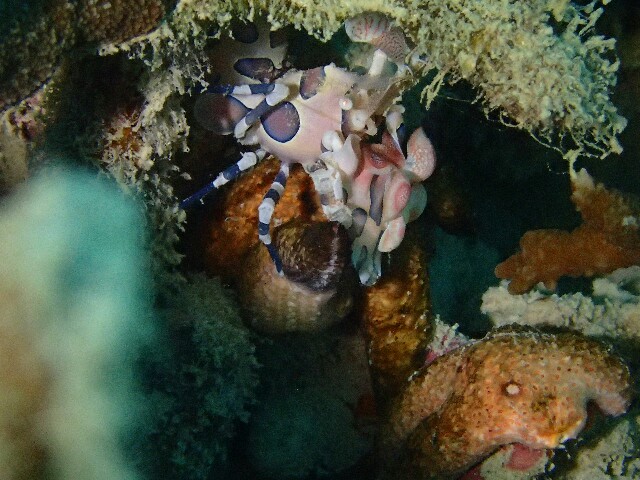 f:id:takedive1988:20211123210136j:image