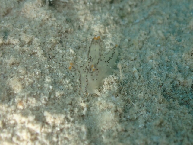 f:id:takedive1988:20220413200527j:image f:id:takedive1988:20220413200527j:image