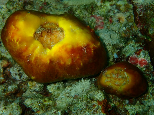 f:id:takedive1988:20220413200701j:image f:id:takedive1988:20220413200701j:image