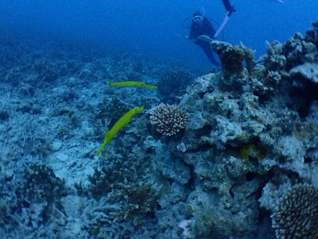 f:id:takedive1988:20220416191800j:image