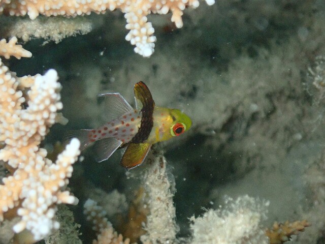 f:id:takedive1988:20220417193633j:image