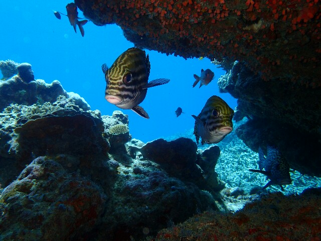 f:id:takedive1988:20220423214202j:image