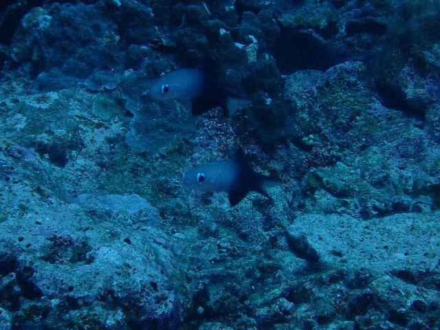 f:id:takedive1988:20220425212722j:image