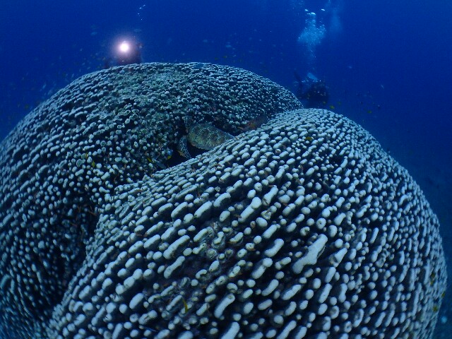f:id:takedive1988:20220430215627j:image