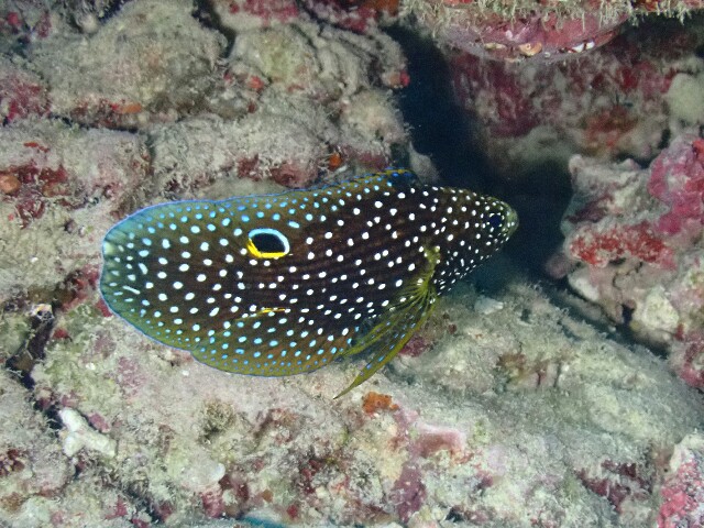 f:id:takedive1988:20220430215710j:image