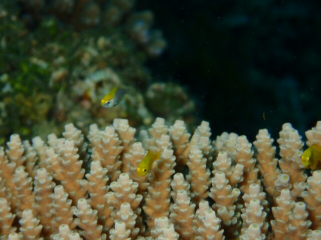 f:id:takedive1988:20220430215724j:image
