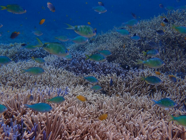 f:id:takedive1988:20220430215801j:image