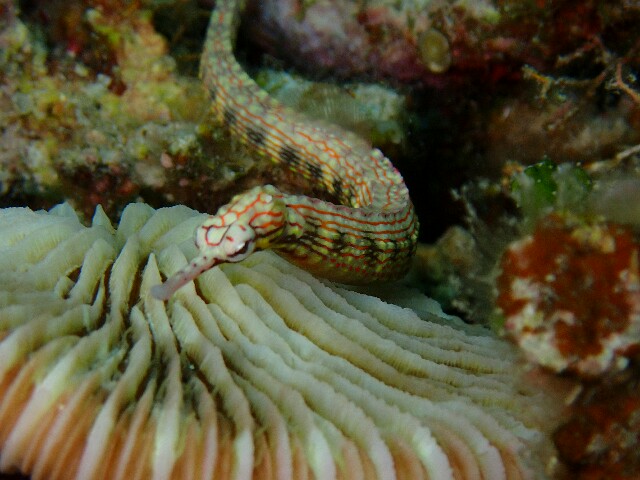 f:id:takedive1988:20220430215844j:image