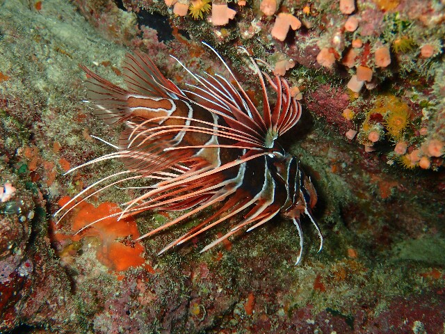 f:id:takedive1988:20220430215900j:image
